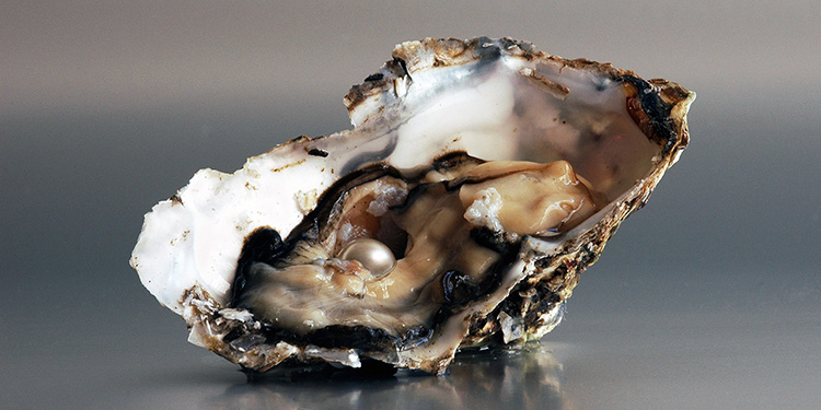 oysters make pearls
